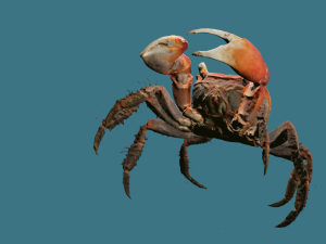 Realistic Sea Crab Modèle 3D