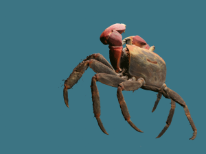 Realistic Sea Crab Modèle 3D
