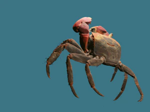 Realistic Sea Crab 3D Model