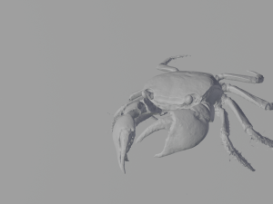 Realistic Sea Crab Modèle 3D