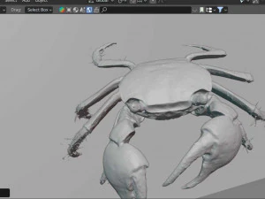 Realistic Sea Crab 3D Model