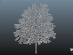 Maple Tree with green leaves 3D Модель