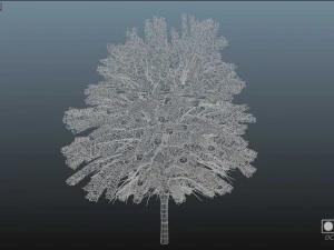Maple Tree with green leaves 3D Model