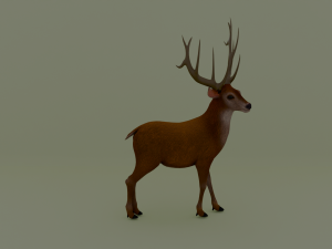 American deer realistic model 3D 모델