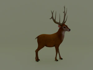American deer realistic model 3D Model