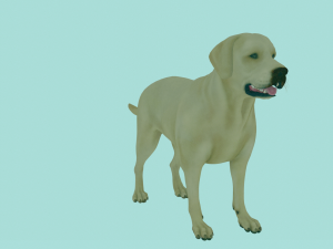 Realistic Golden Retriever Dog Model 3D Model