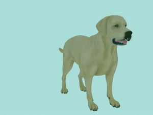 リアルなゴールデンレトリバー犬モデル 3Dモデル