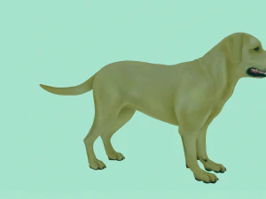 Realistic Golden Retriever Dog Model 3D Model