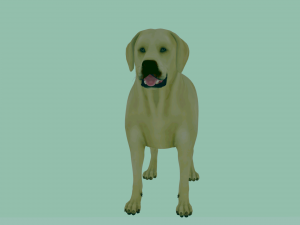 Realistic Golden Retriever Dog Model Modello 3D