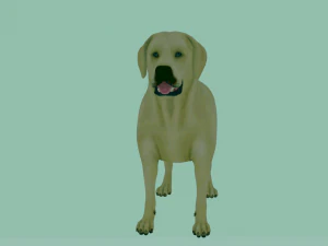 Realistic Golden Retriever Dog Model 3D Model