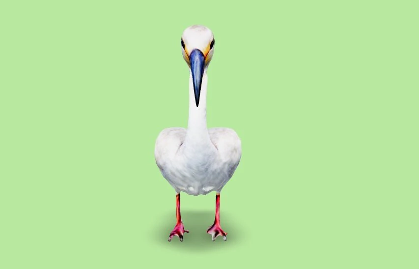 White Ibis 3D Model .c4d .max .obj .3ds .fbx .stl .blend 