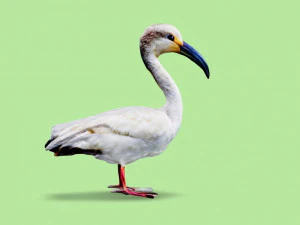 White Ibis 3D Model