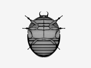 Scarab 3Dモデル