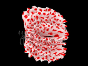 Claw clips 3D Model