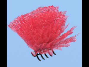 Hair claw clips 3D 模型