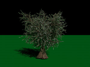 Olive Tree 3D Модель