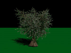 Olive Tree 3D Model