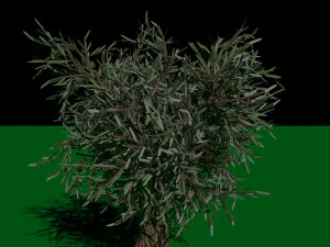 Olive Tree 3D Model