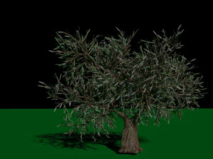 Olive Tree 3D Model