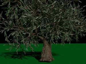 Olive Tree 3D Model