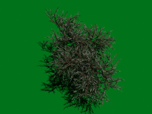 Olive Tree 3Dモデル