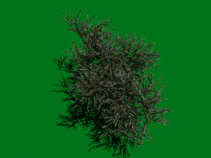 Olive Tree 3D Model