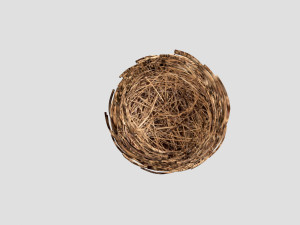 Nest 3D Model