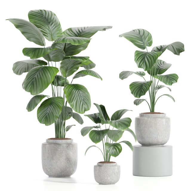 IndoorPlantSet-lH01-Calathea Orbifolia 3D Model .c4d .max .obj .3ds .fbx .stl .blend 