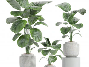 IndoorPlantSet-lH01-Калатея круглолистная 3D Модель