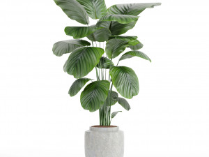 IndoorPlantSet-lH01-Calathea Orbifolia 3D Model