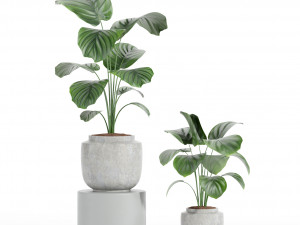 IndoorPlantSet-lH01-Calathea Orbifolia 3D Model