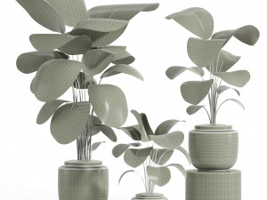 IndoorPlantSet-lH01-Calathea Orbifolia 3D Model