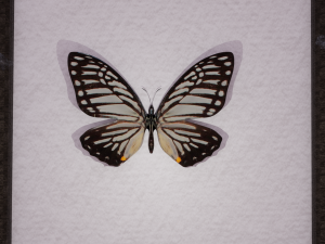 Butterfly in frame 3D Model