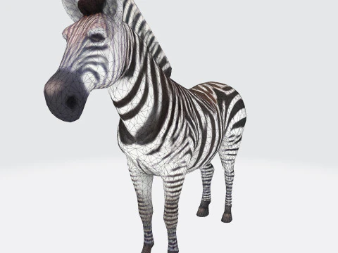 Реалистичный ресурс Zebra, готовый к печати, оптимизированный для игры 3D Модель