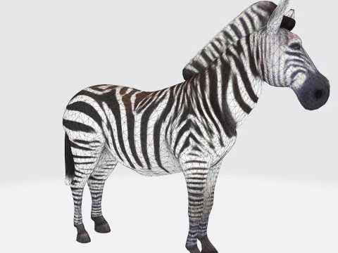 Реалистичный ресурс Zebra, готовый к печати, оптимизированный для игры 3D Модель