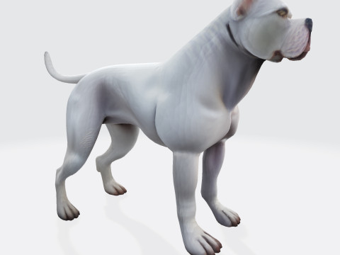 Dog Argentin Rig-Ready Low-Poly with Texture for Animation Games 3D Printing 3D मॉडल