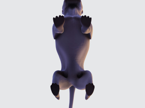 Dog Argentin Rig-Ready Low-Poly with Texture for Animation Games 3D Printing 3D मॉडल