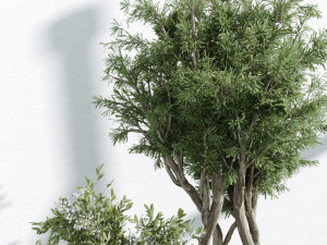 IndoorPlants 3Dモデル