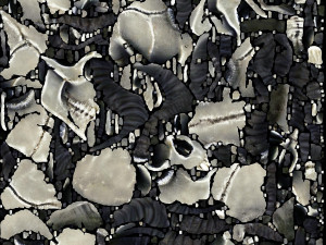 A skull with horns 3D-Modell