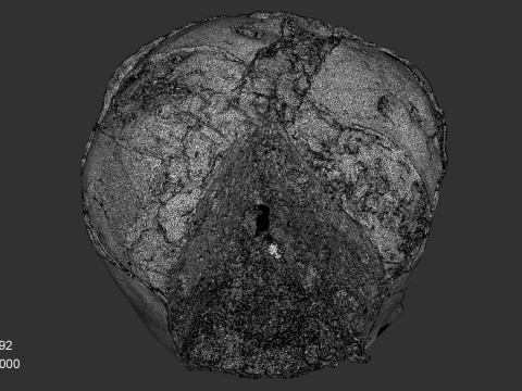 Panettone Cristmas Model 3D