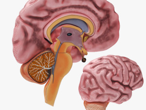 Brain Anatomy 3D 模型