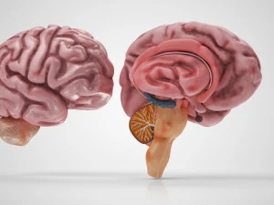 Anatomie van de hersenen 3D Model