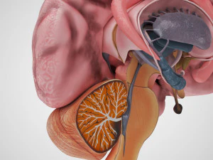 Anatomie van de hersenen 3D Model