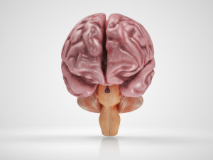 Brain Anatomy 3D Model