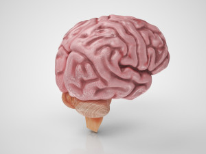 Brain Anatomy 3D Model