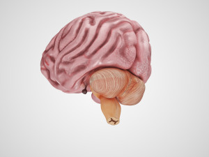 Brain Anatomy 3D Model