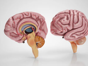 Anatomie van de hersenen 3D Model