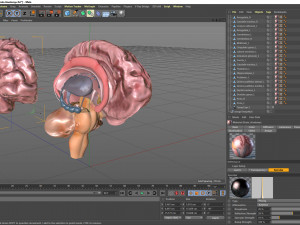 Brain Anatomy 3D Model