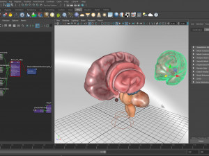 Brain Anatomy 3D Model