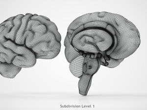 Brain Anatomy 3D Model